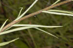 Michaux's milkweed